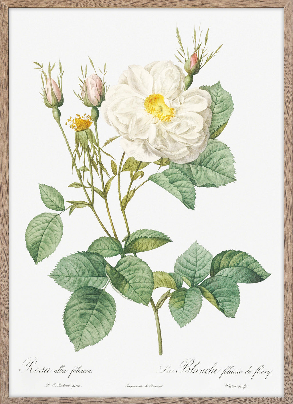 ALBA ROSA ポスター 縦84cm×横59cm ALBA ROSA ポスター 縦84cm×横59cm ALBA ROSA ポスター 縦84cm