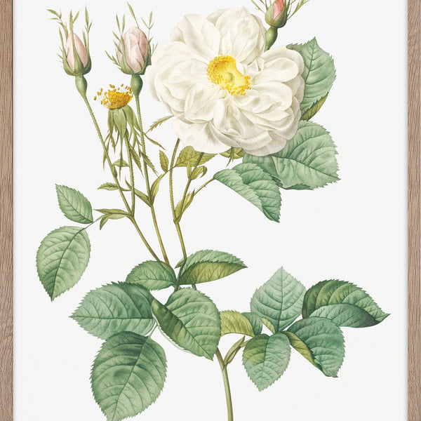 ALBA ROSA ポスター 縦84cm×横59cm ALBA ROSA ポスター 縦84cm×横59cm