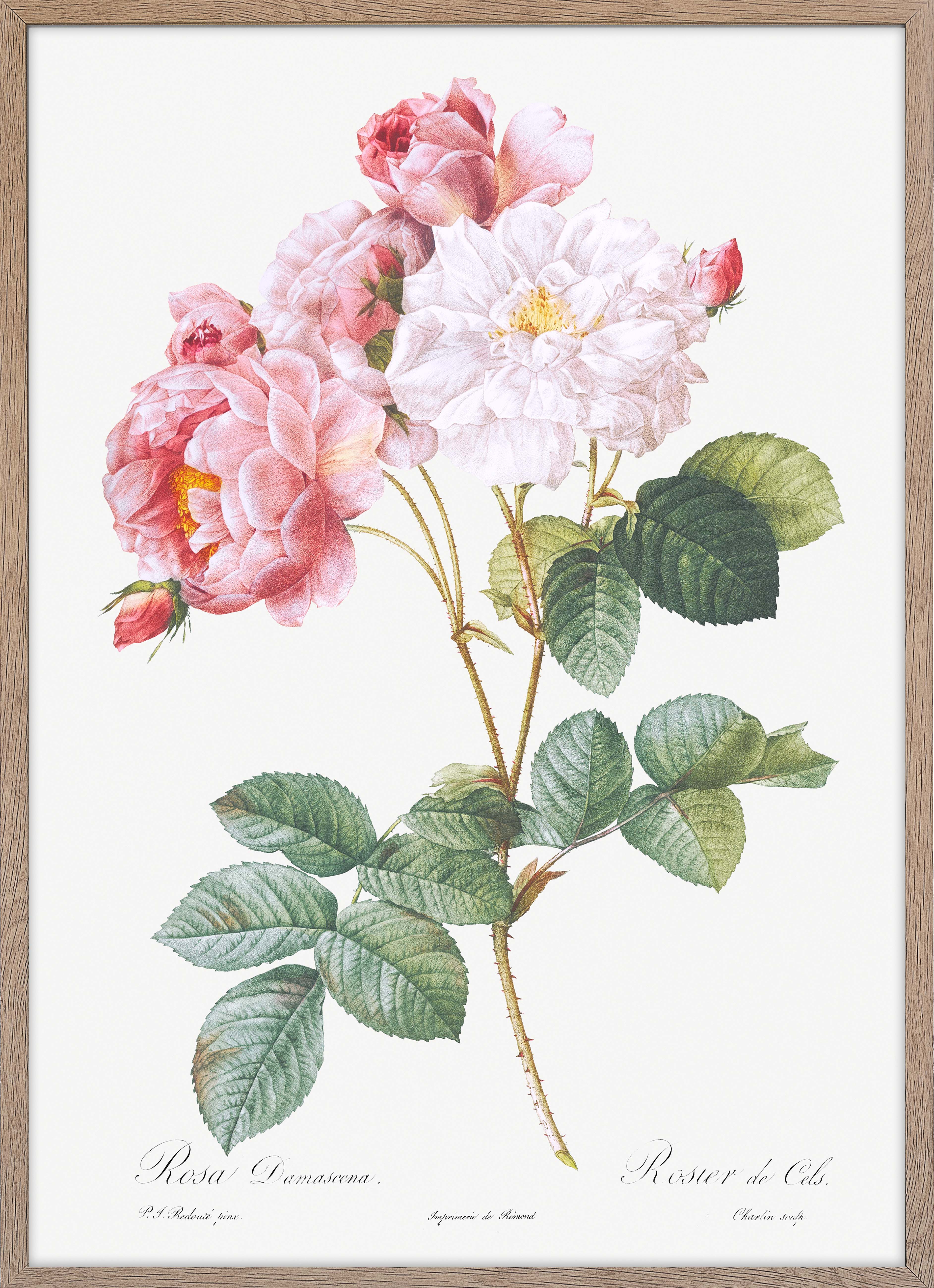 Rosa × Damascena