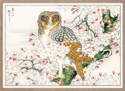Short-eared Owl and Cherry Flower