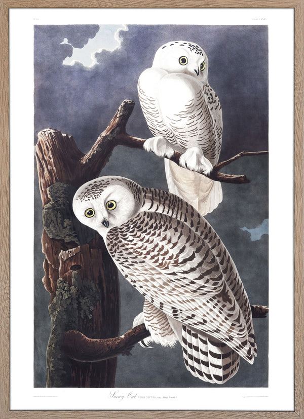 Snowy Owl