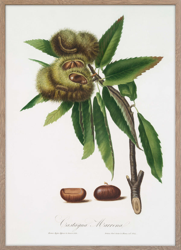 Spanish Chestnut (Castanea)