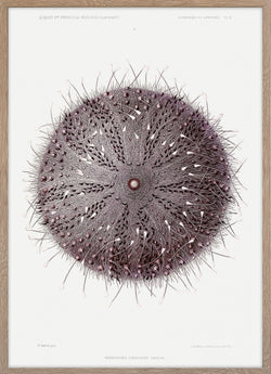 Sea Urchin (Sperosoma Grimaldii)
