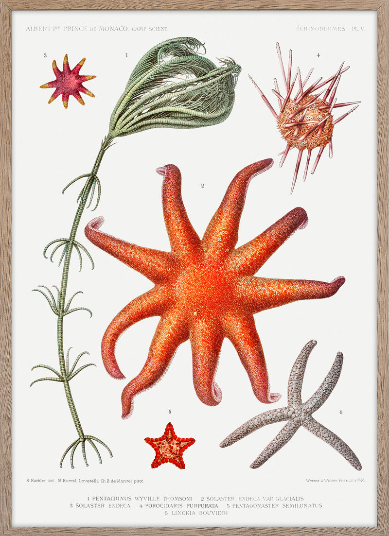 Starfish