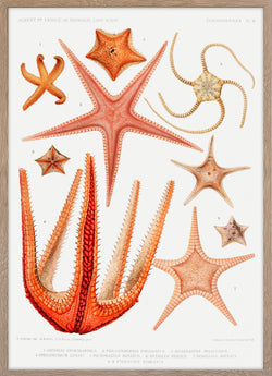 Group of starfish