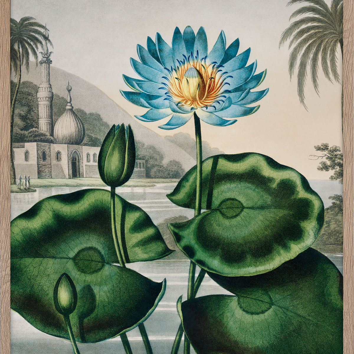 The Blue Egyptian Water-Lily, image size:1200x1200