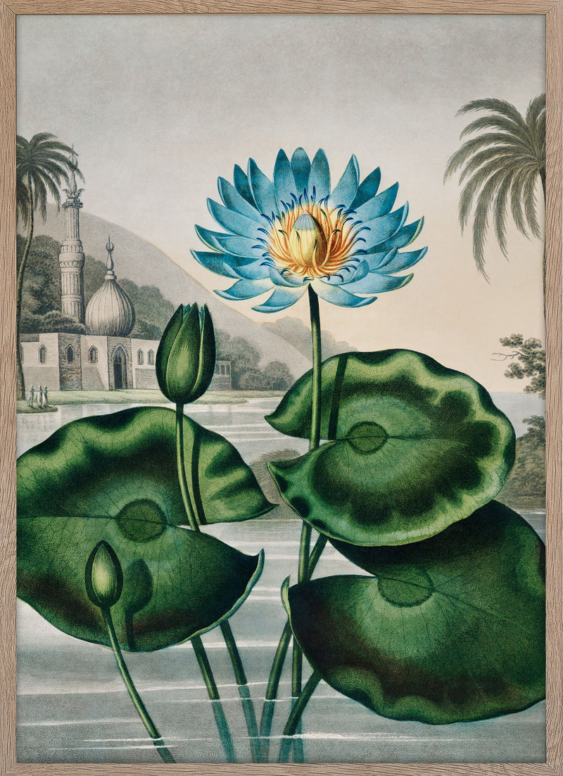 The Blue Egyptian Water-Lily