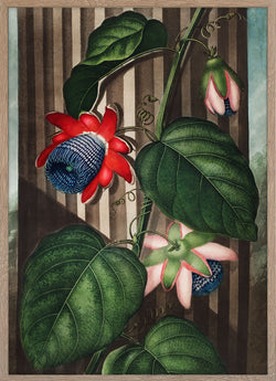 The Winged Passion-Flower