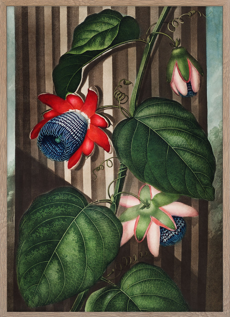The Winged Passion-Flower