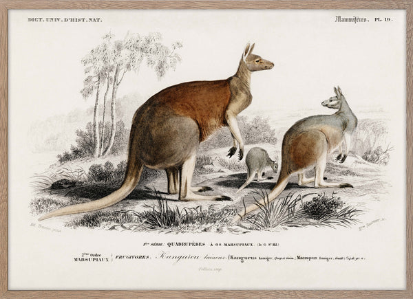 The red kangaroo