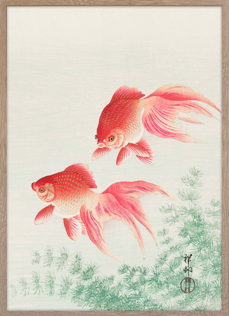 Veil goldfish