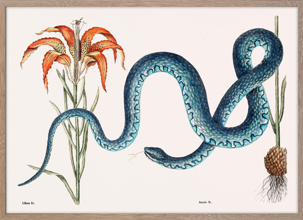 Wampum Snake (Anguis)