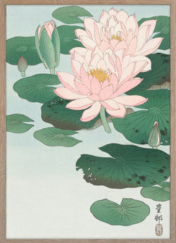 Water Lily