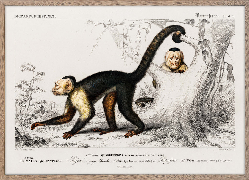 White Headed Capuchin