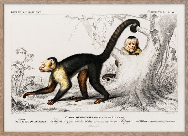 White-headed capuchin (Cebus Hypoleucus)