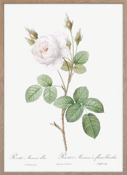 White Moss Rose