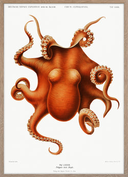 Colored Octopus