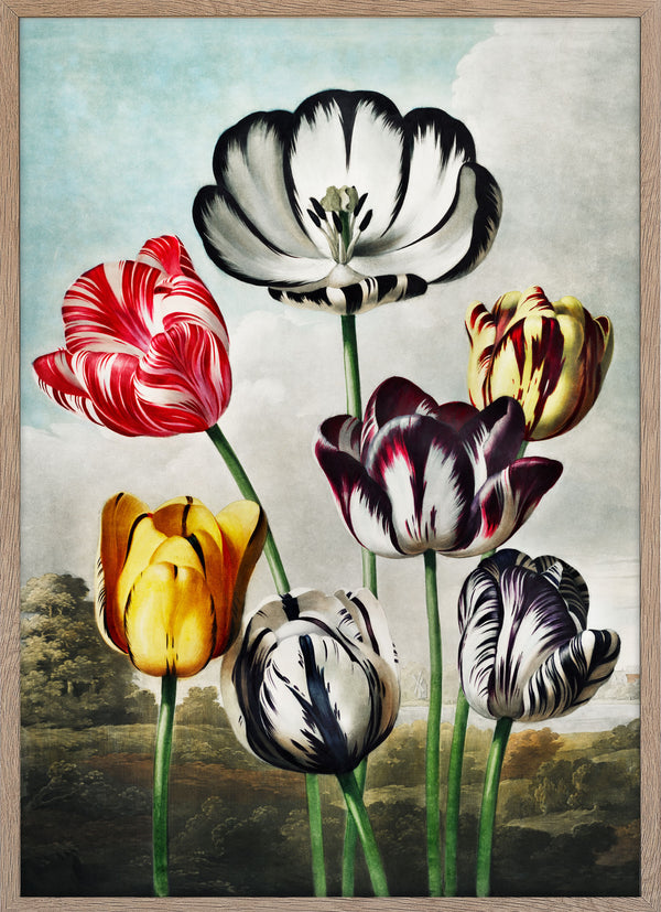 Tulips