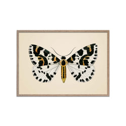 Magpie Moth