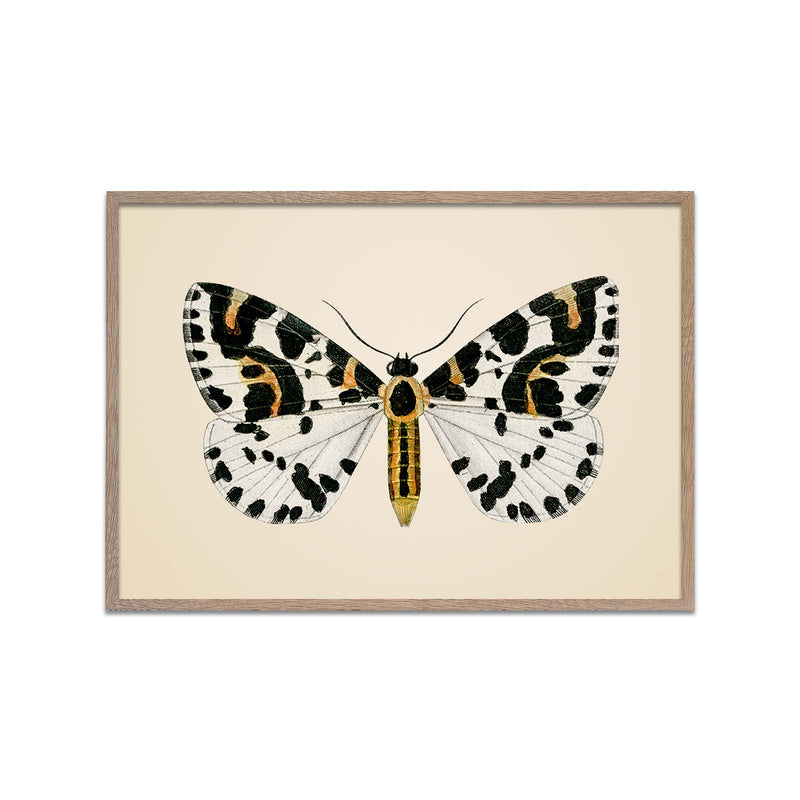 Magpie Moth