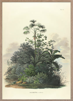 Poster of palm Mauritia Aculeata from Plamarum collection.