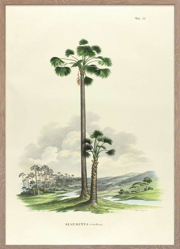 Palms poster illustration of Mauritia Vinifera from Palmarum.