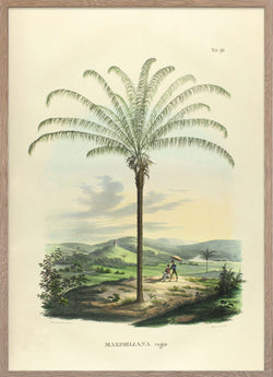 Palm tree poster of the Maximiliana Regia palm by Carl Friedrich Philipp von Martius.