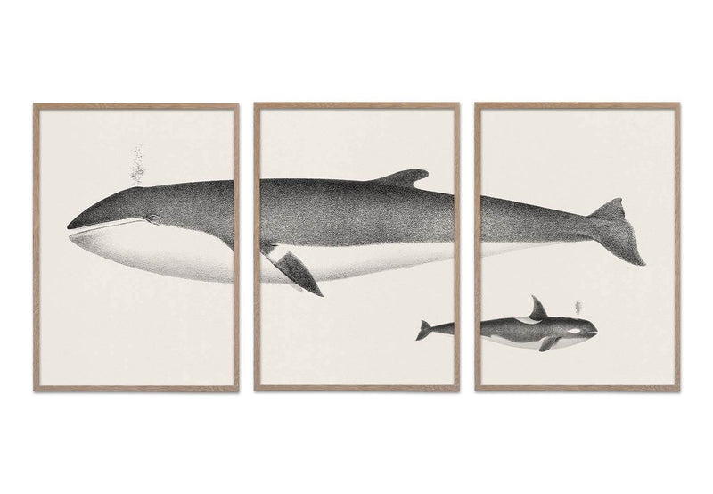 Vintage Minke Whale 3in1