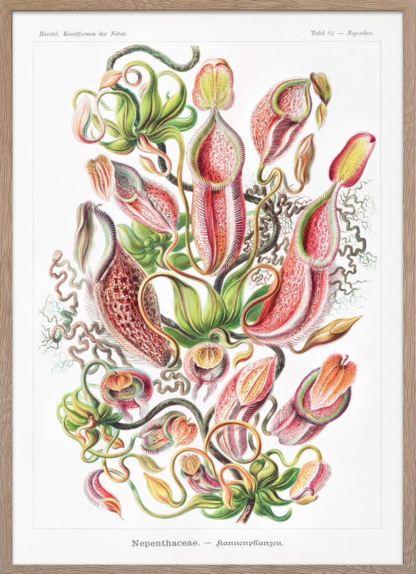 Nepenthaceae
