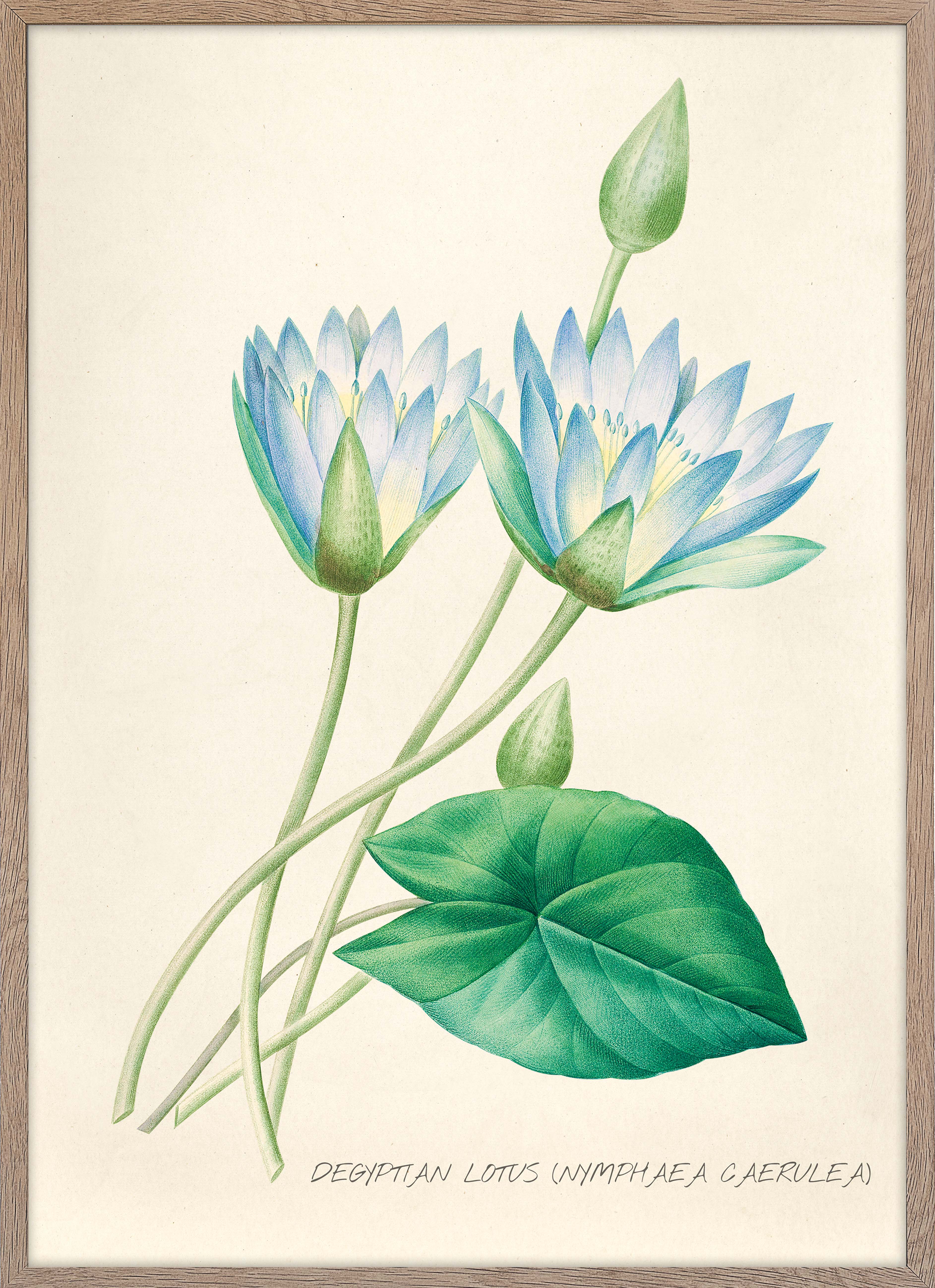 Nymphaea Caerulea