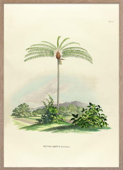 Poster of palm Oenocarpus Distichus from Palmarum collection.