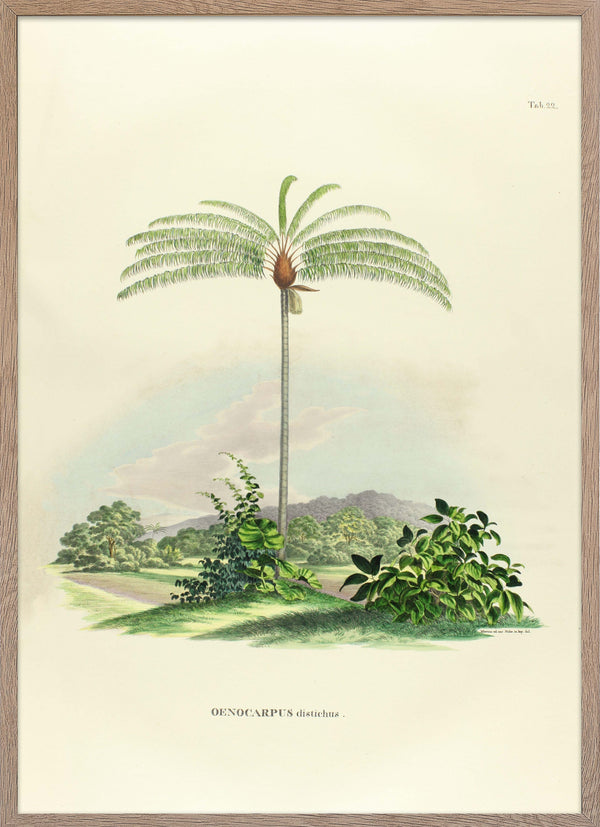 Poster of palm Oenocarpus Distichus from Palmarum collection.