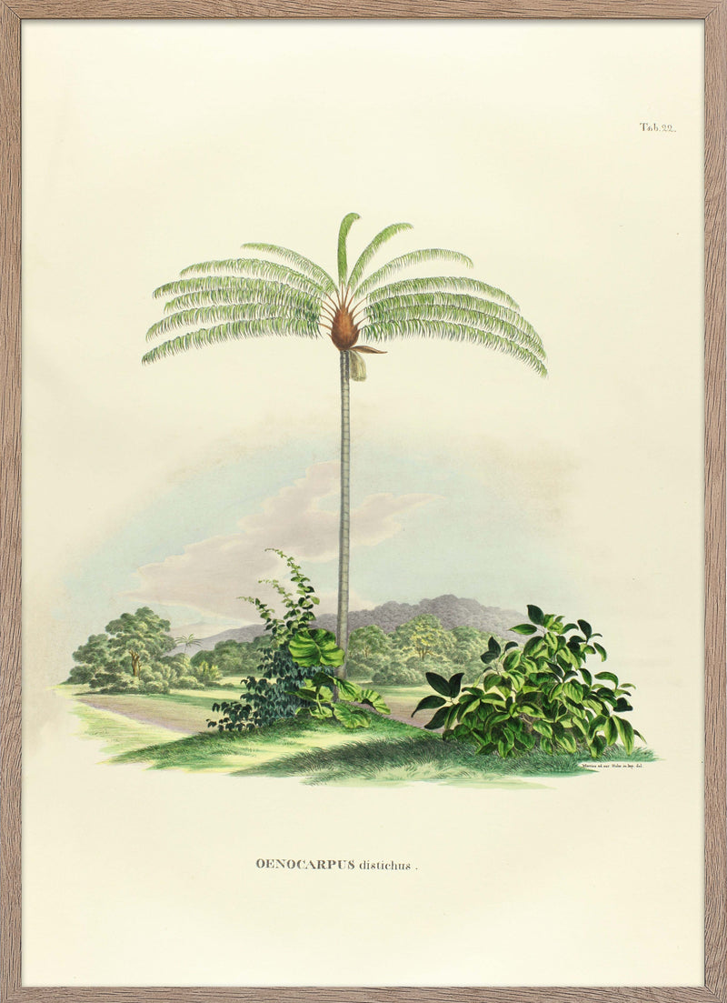 Poster of palm Oenocarpus Distichus from Palmarum collection.