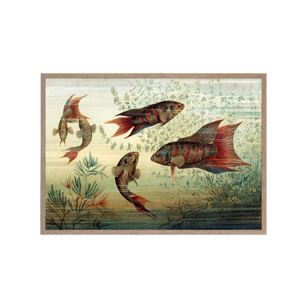 Paradise Fish