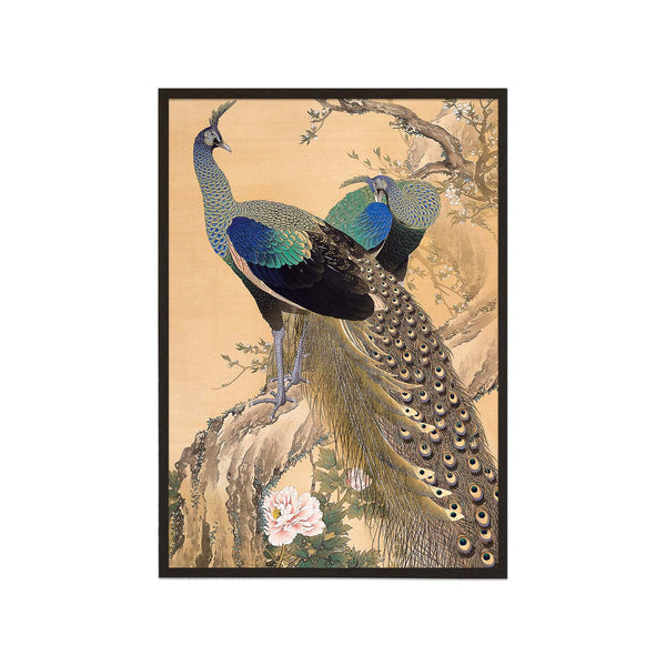 Peacocks in spring