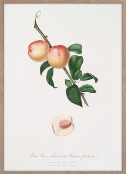 Pesca Bianca (White Peach)