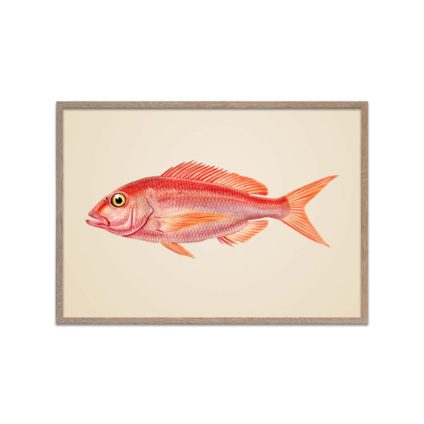 Pink Fish