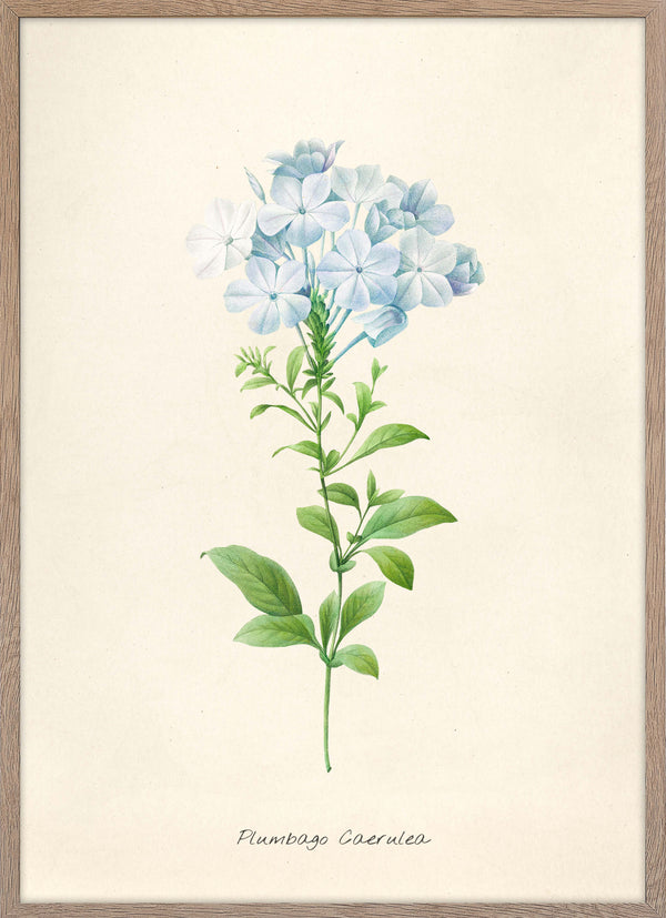 Plumbago Caerulea