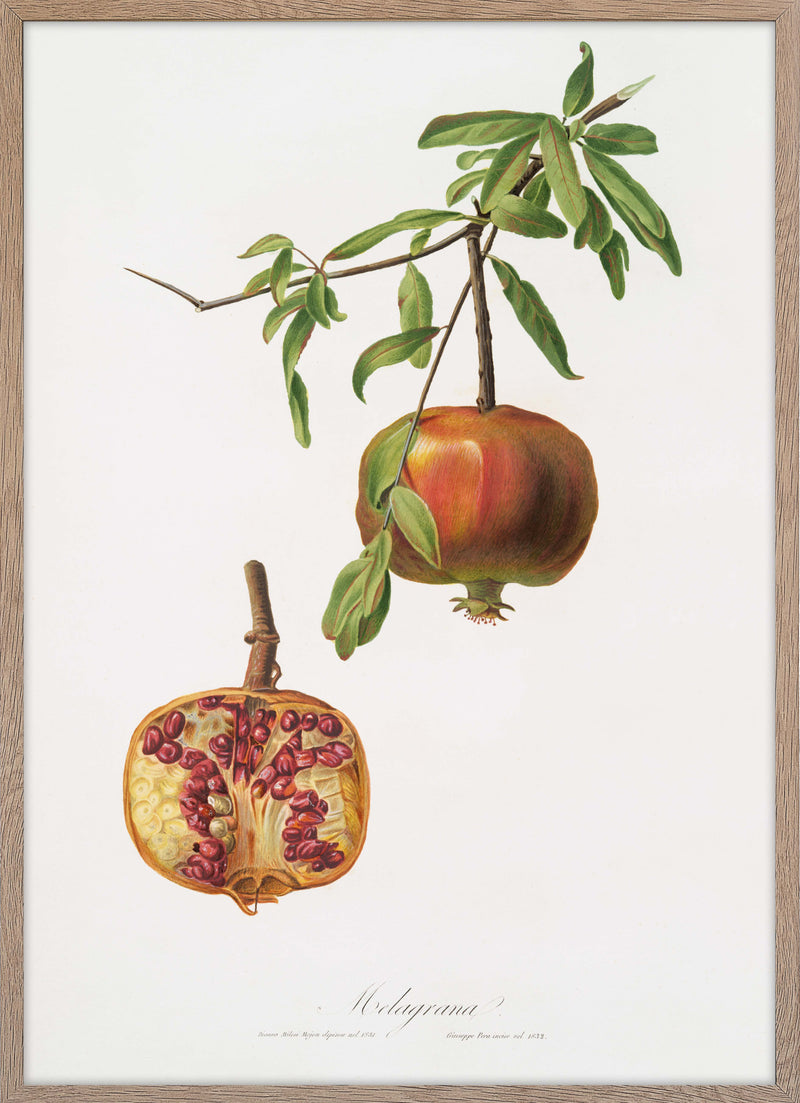 Pomegranate (Punica Granatum)