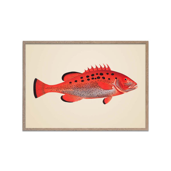 Red Fish