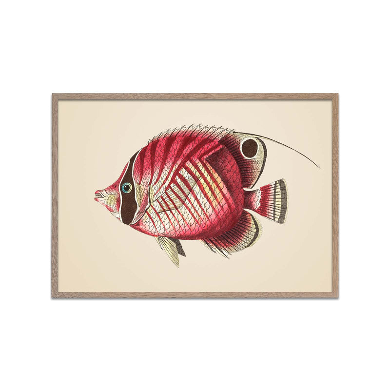 Red Striped Fish
