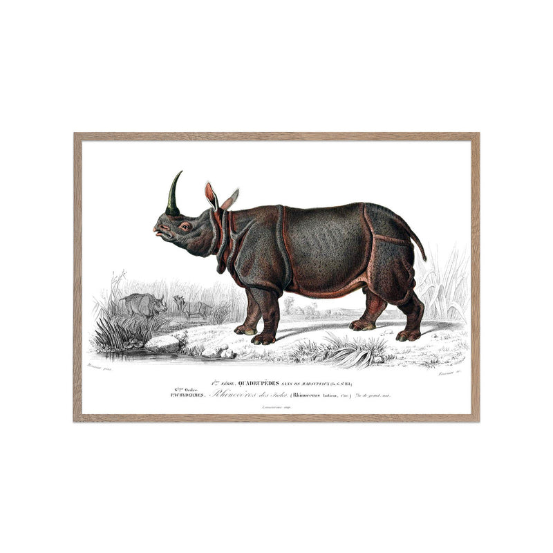 Rhinoceros Meunier