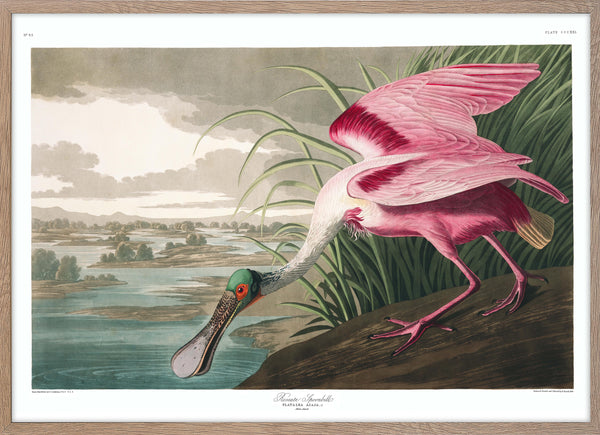 Roseate Spoonbill