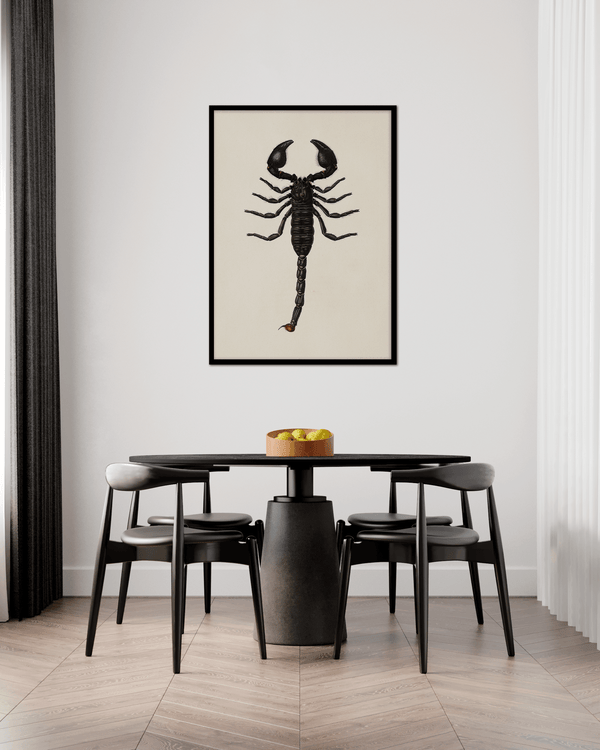 Emperor Scorpion