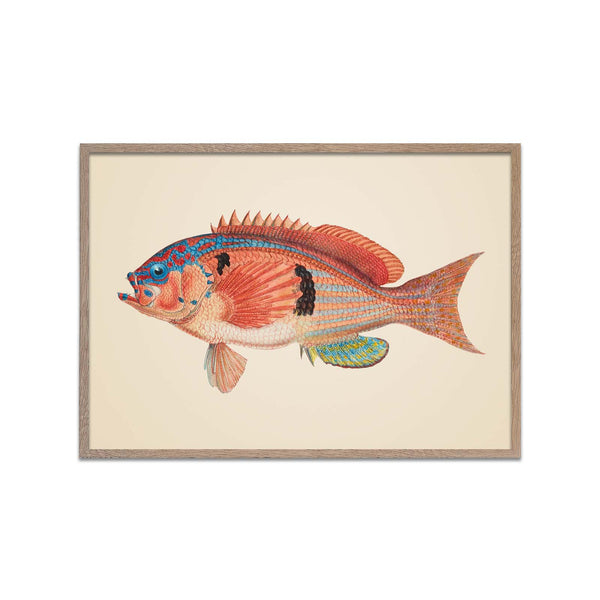 Sea Perch Fish