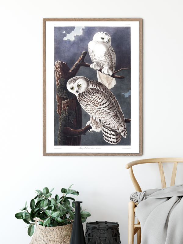 Snowy Owl