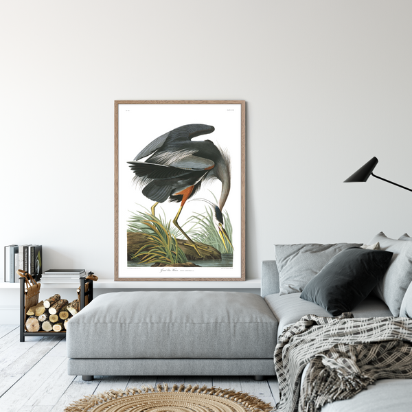 Great blue Heron
