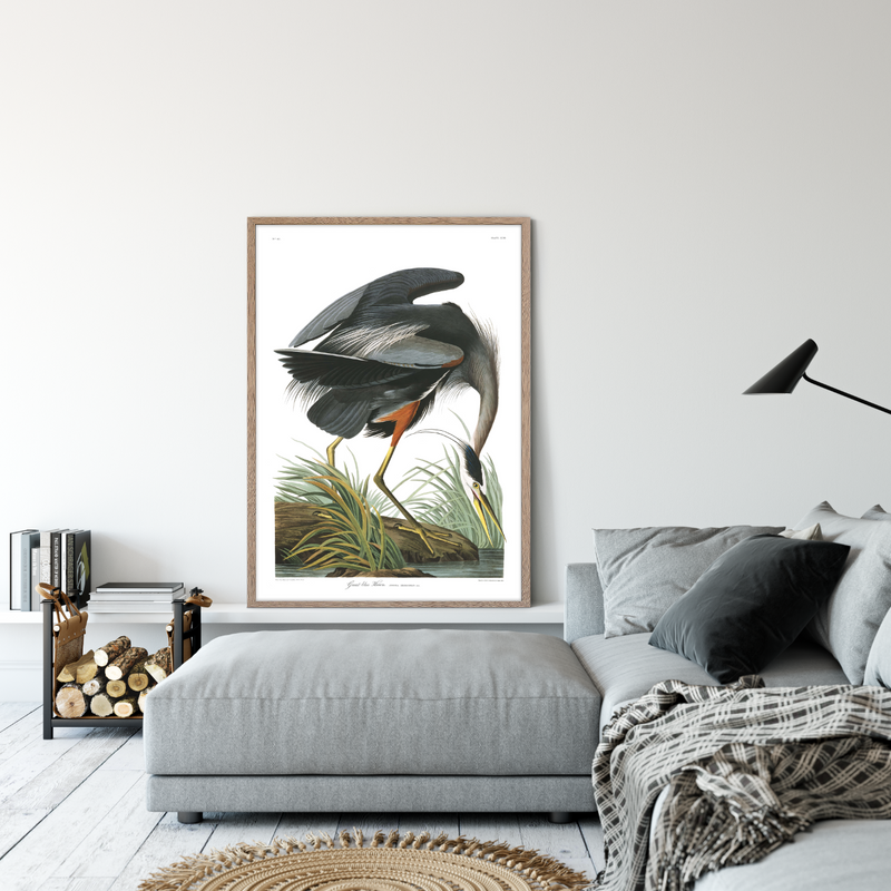 Great blue Heron