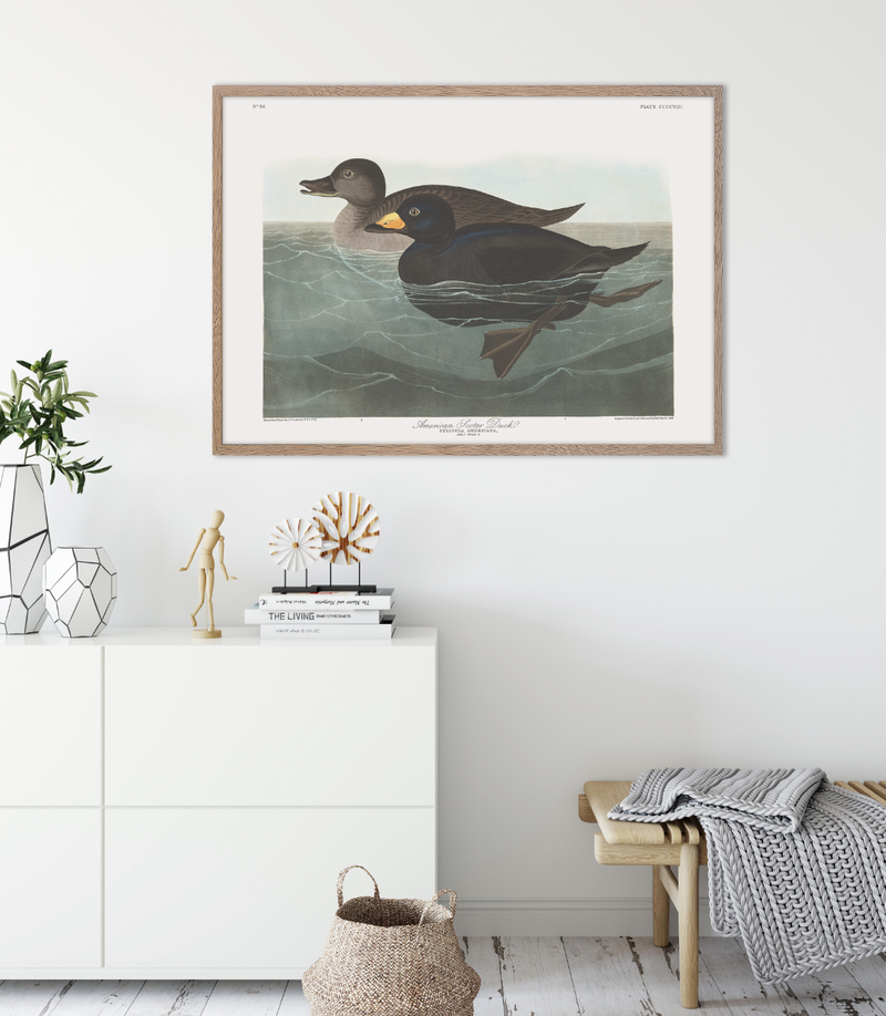 American Scoter Duck