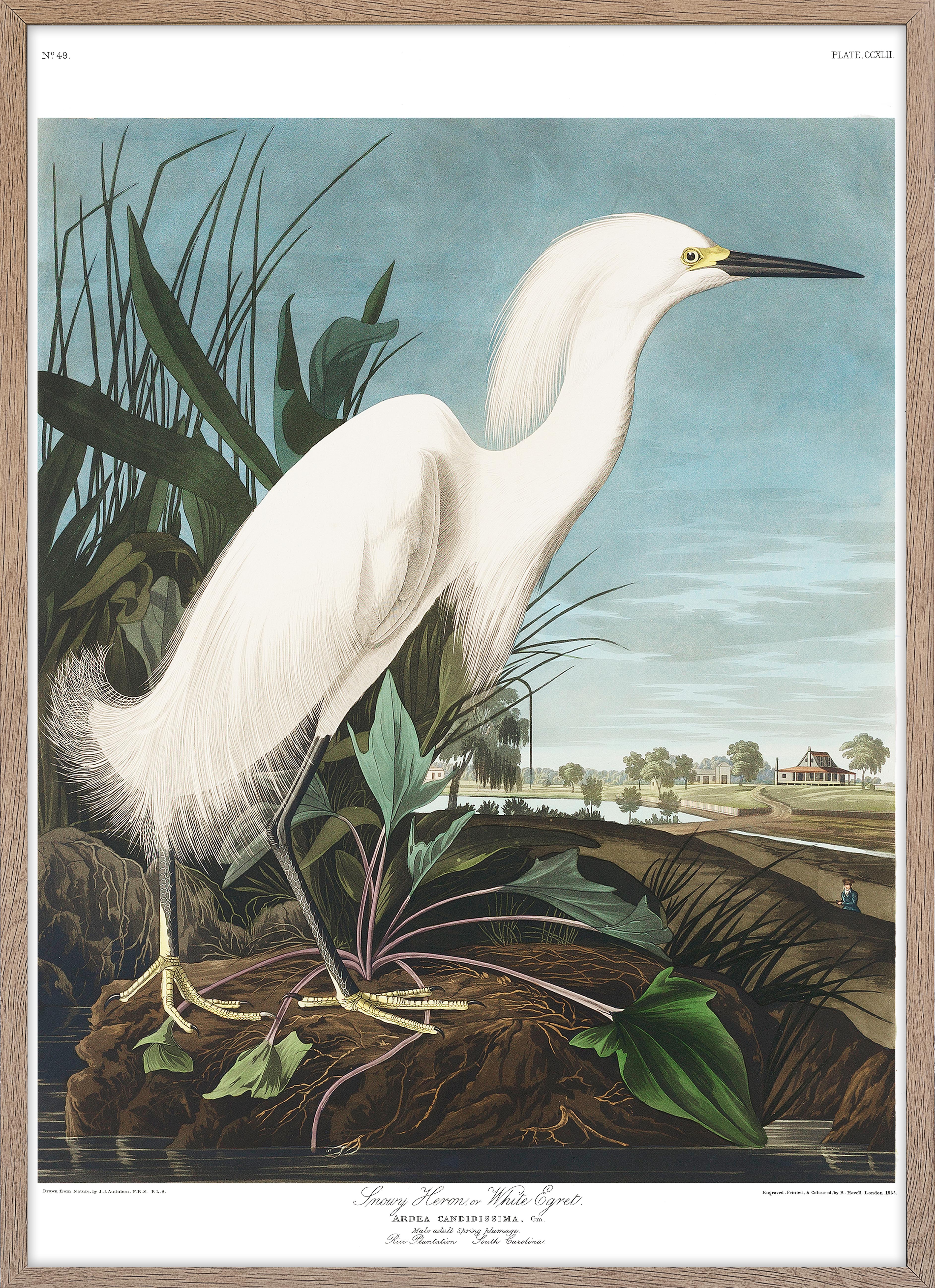 Snowy Heron